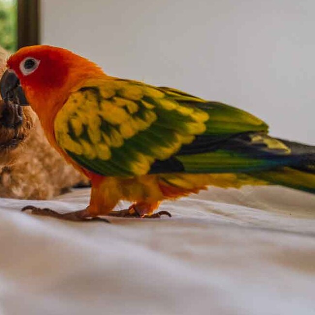 A conure perched beside Lambo