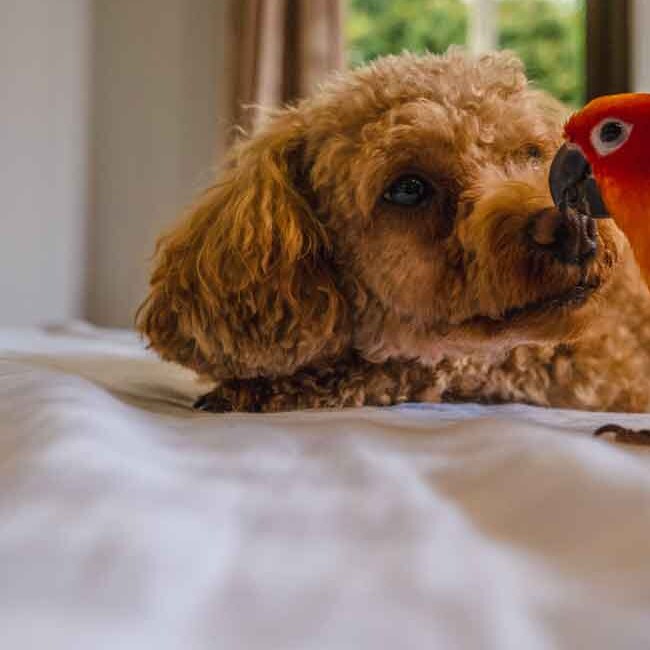 Lambo resting beside a feathered friend