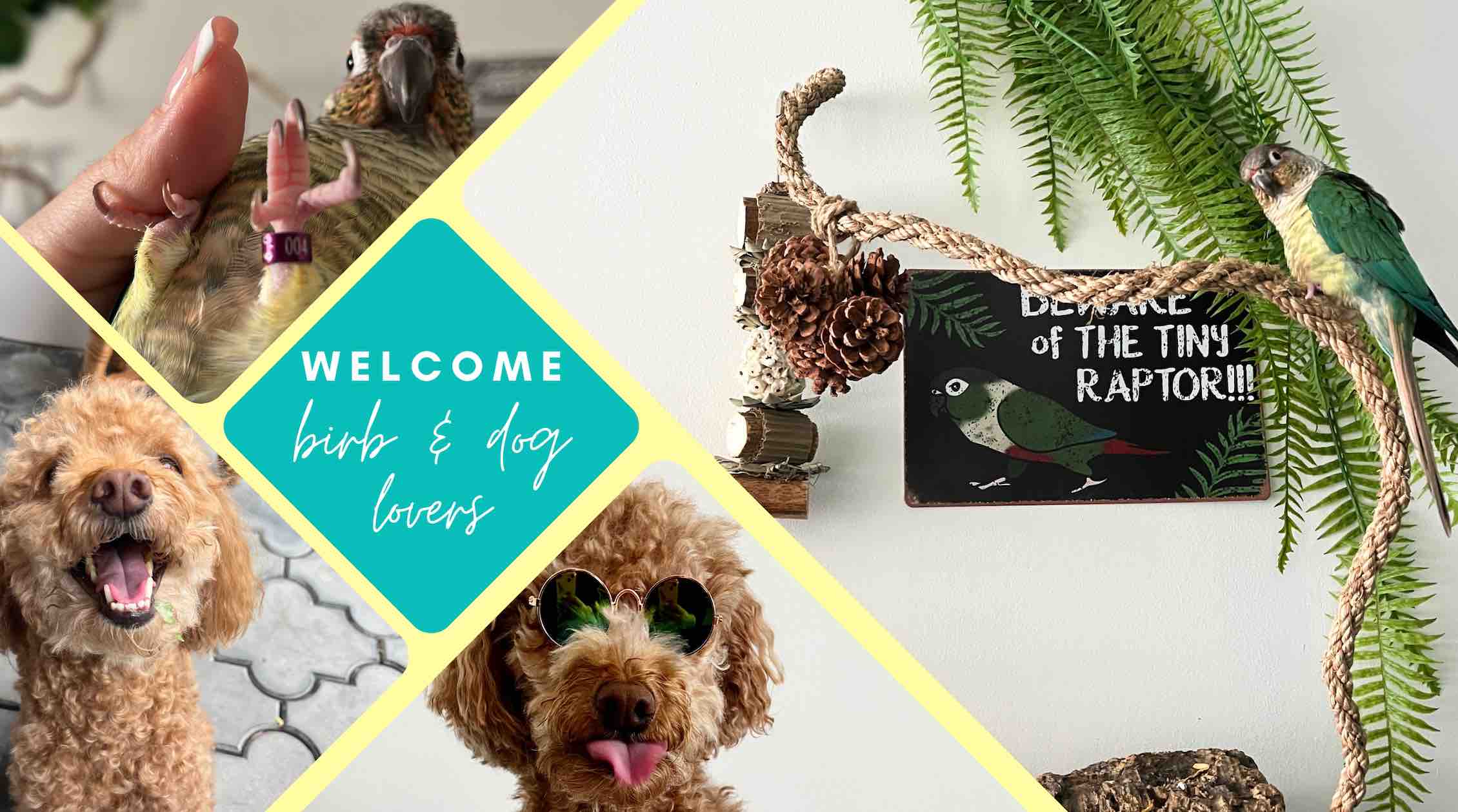 Follow the Poodles and Parrots Instagram page