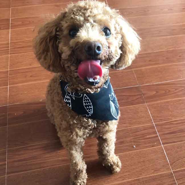 Lambo, smiling in his bandana
