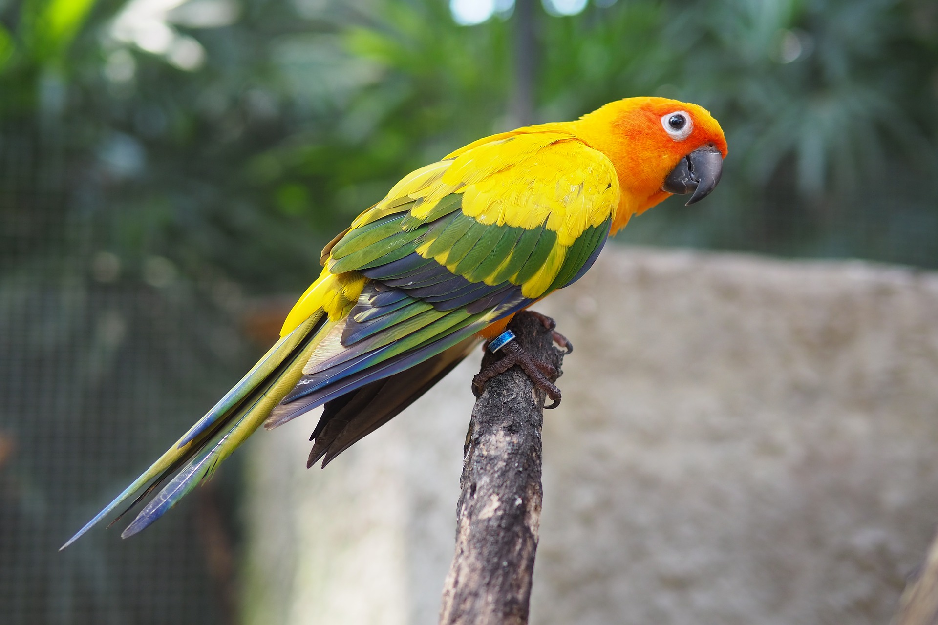 Weighed My Sun Conure Today  Best in Flock - A Parrot Blog