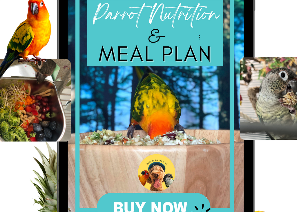 Pp cover ebook (5)