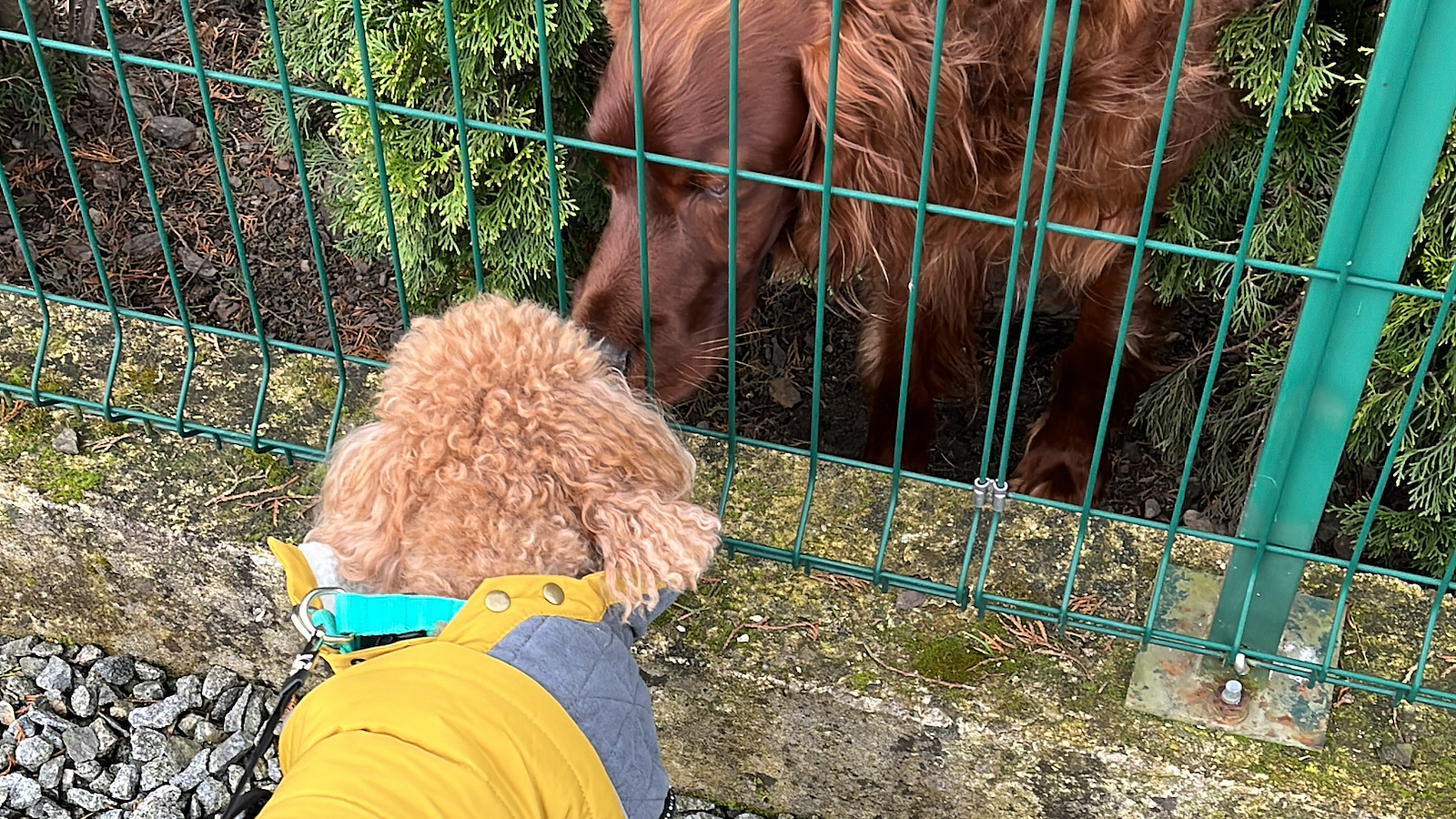 Cover for Why Socializing Your Dog is Essential for Their Health and Happiness