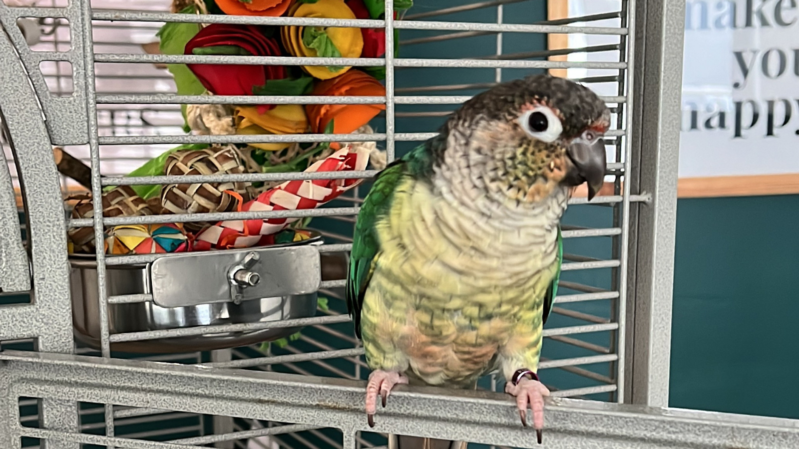 Cover for Tips for Choosing the Right Cage