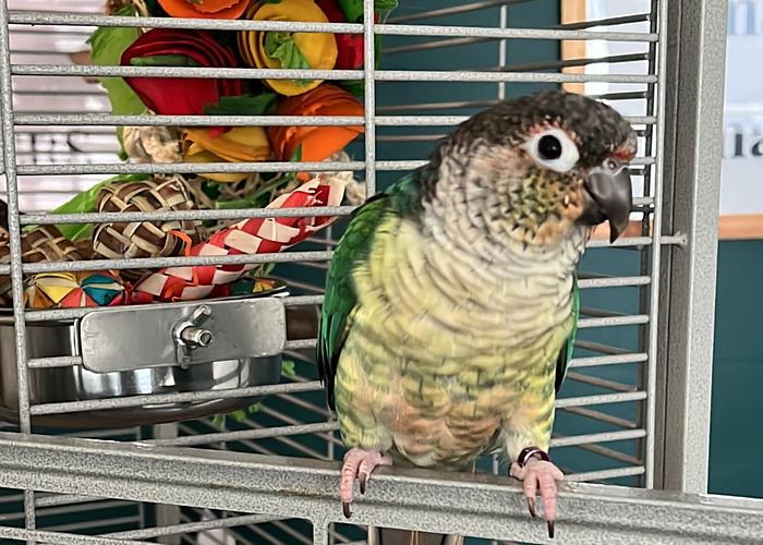 Cover for Tips for Choosing the Right Cage