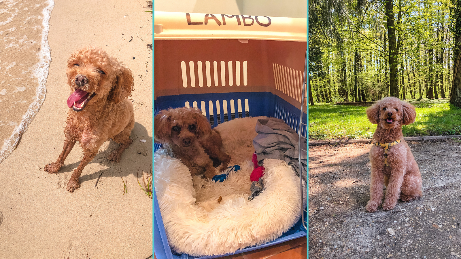 Cover for Best Travel Resources for Dogs