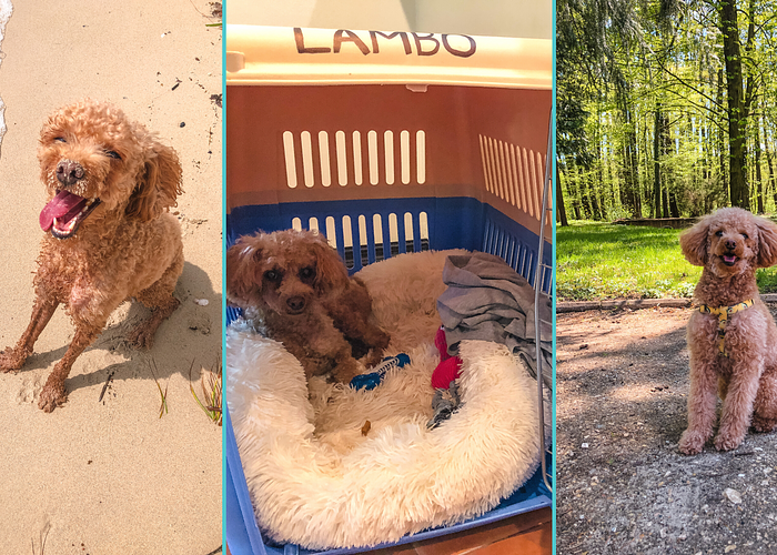 Cover for Best Travel Resources for Dogs