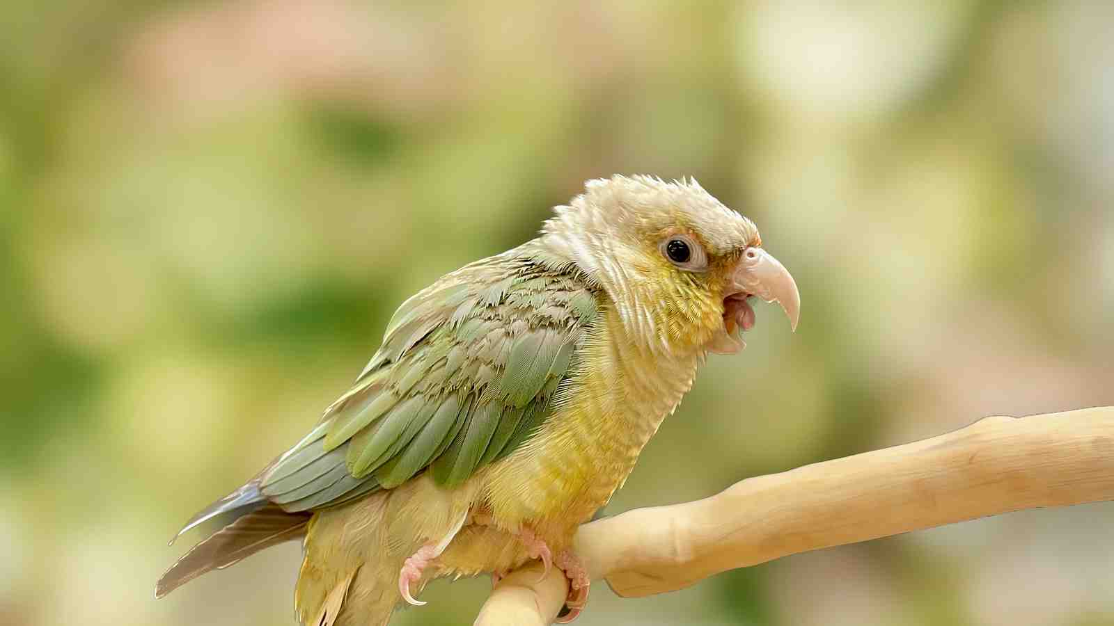 Cover for Nippy Conure: Tips for Scritches