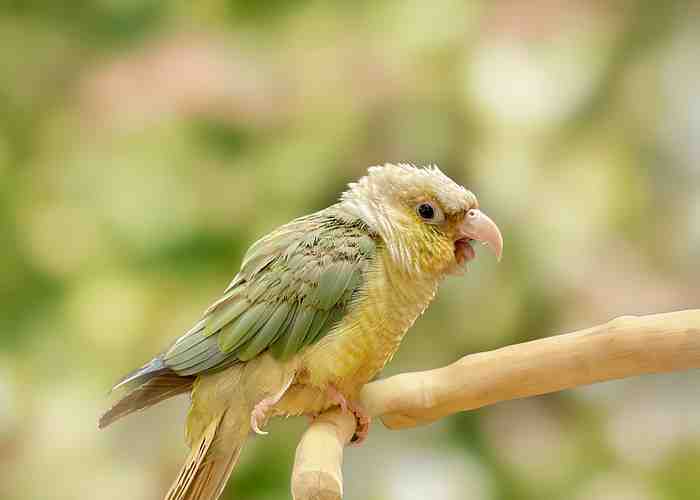 Cover for Nippy Conure: Tips for Scritches