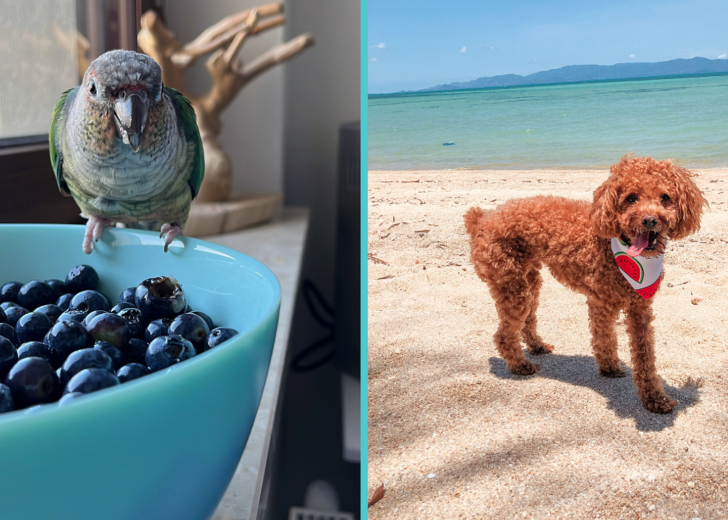 Poodlesandparrots (3)