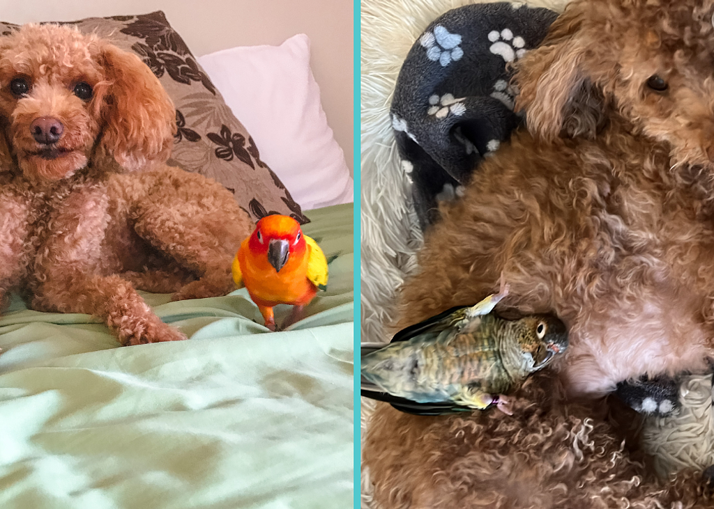 Poodlesandparrots (1)