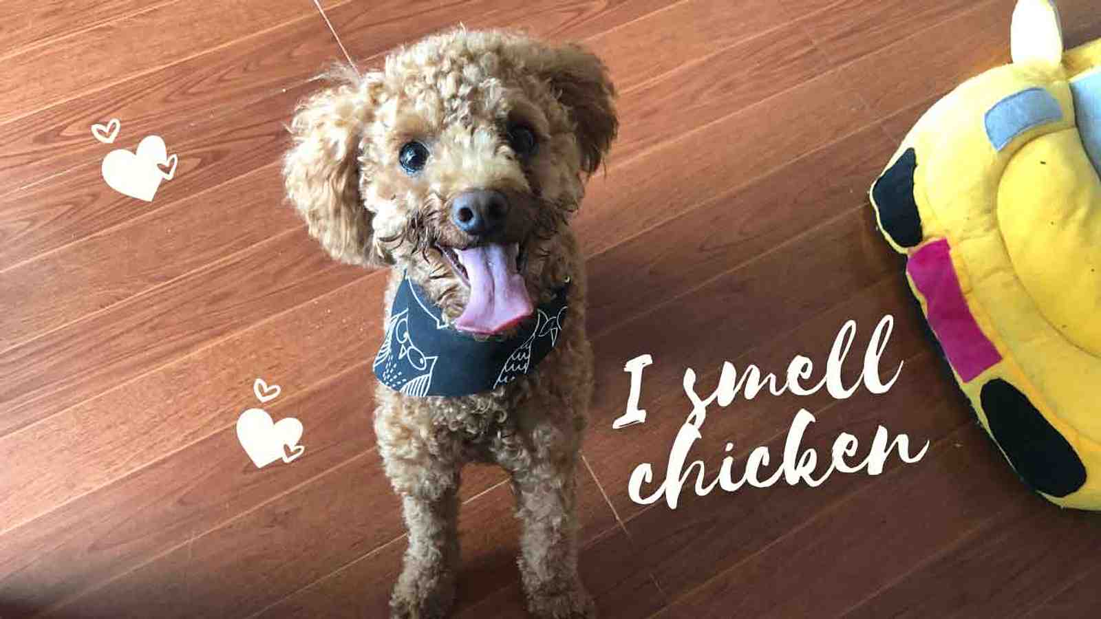 Cover for The Benefits Of Homemade Dog Food?