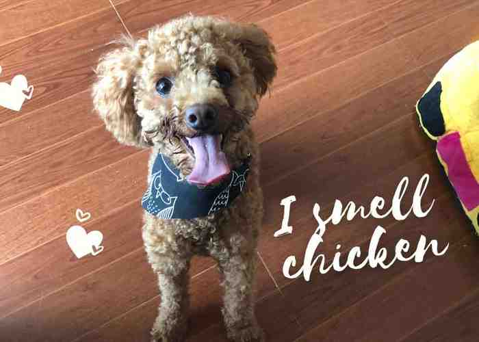Cover for The Benefits Of Homemade Dog Food?