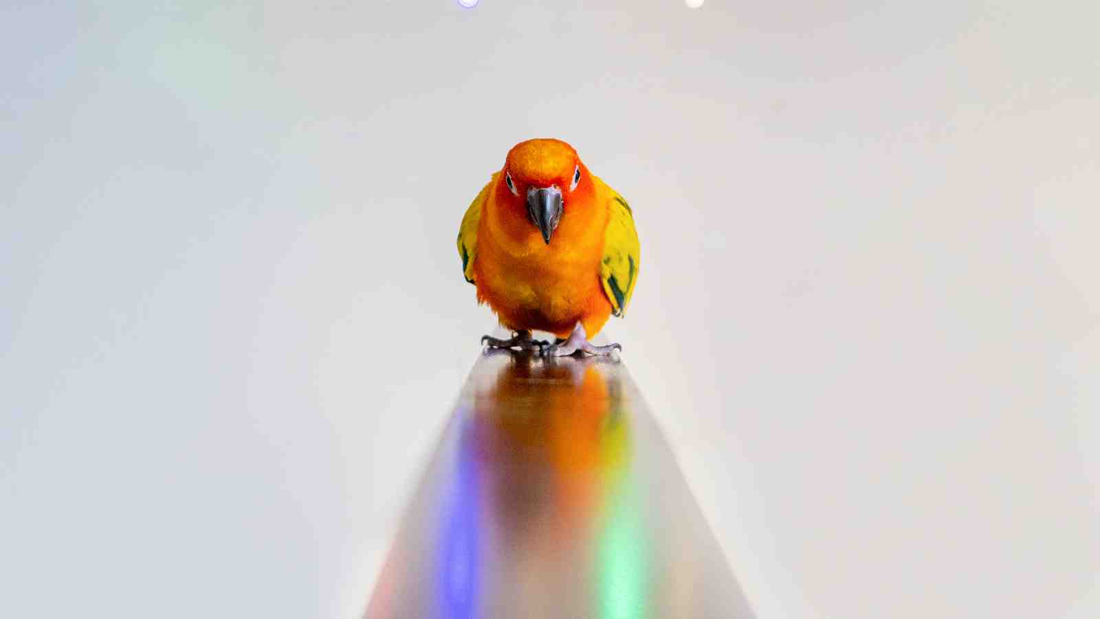 Cover for Should I Get a Conure If I Travel? Tips and Considerations