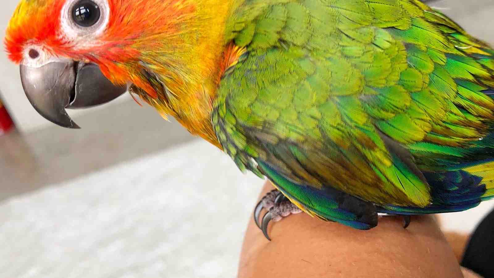 Cover for I can't leave my baby sun conure! What do I do?