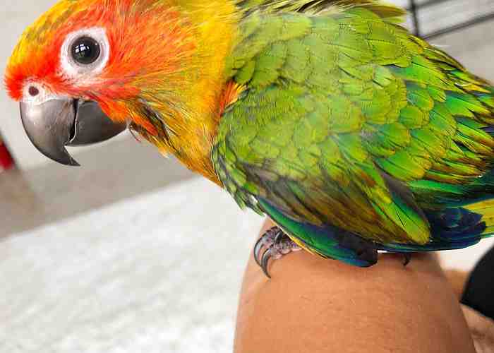 Cover for I can't leave my baby sun conure! What do I do?