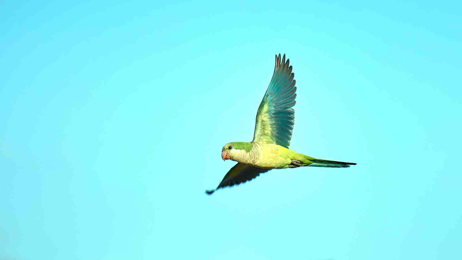 Cover for How to Prevent a Parrot from Flying Away!