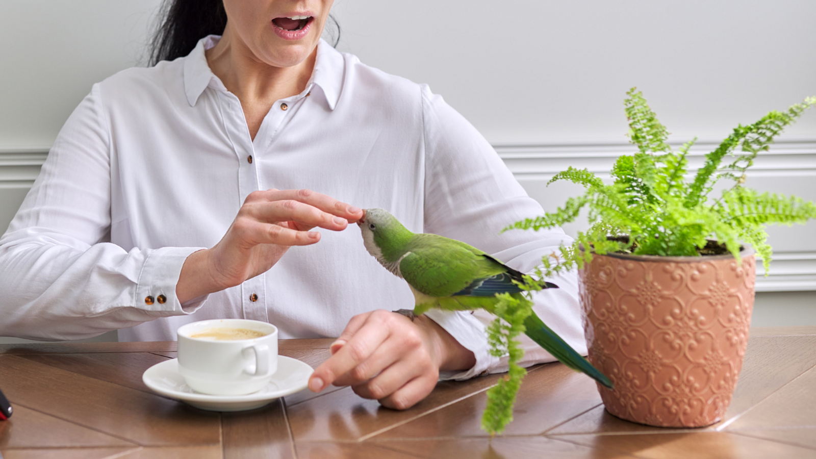 Cover for My Parrot is Biting, Why! And What Can I Do?!