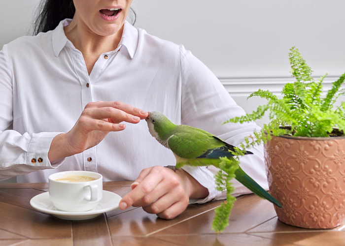 Cover for My Parrot is Biting, Why! And What Can I Do?!