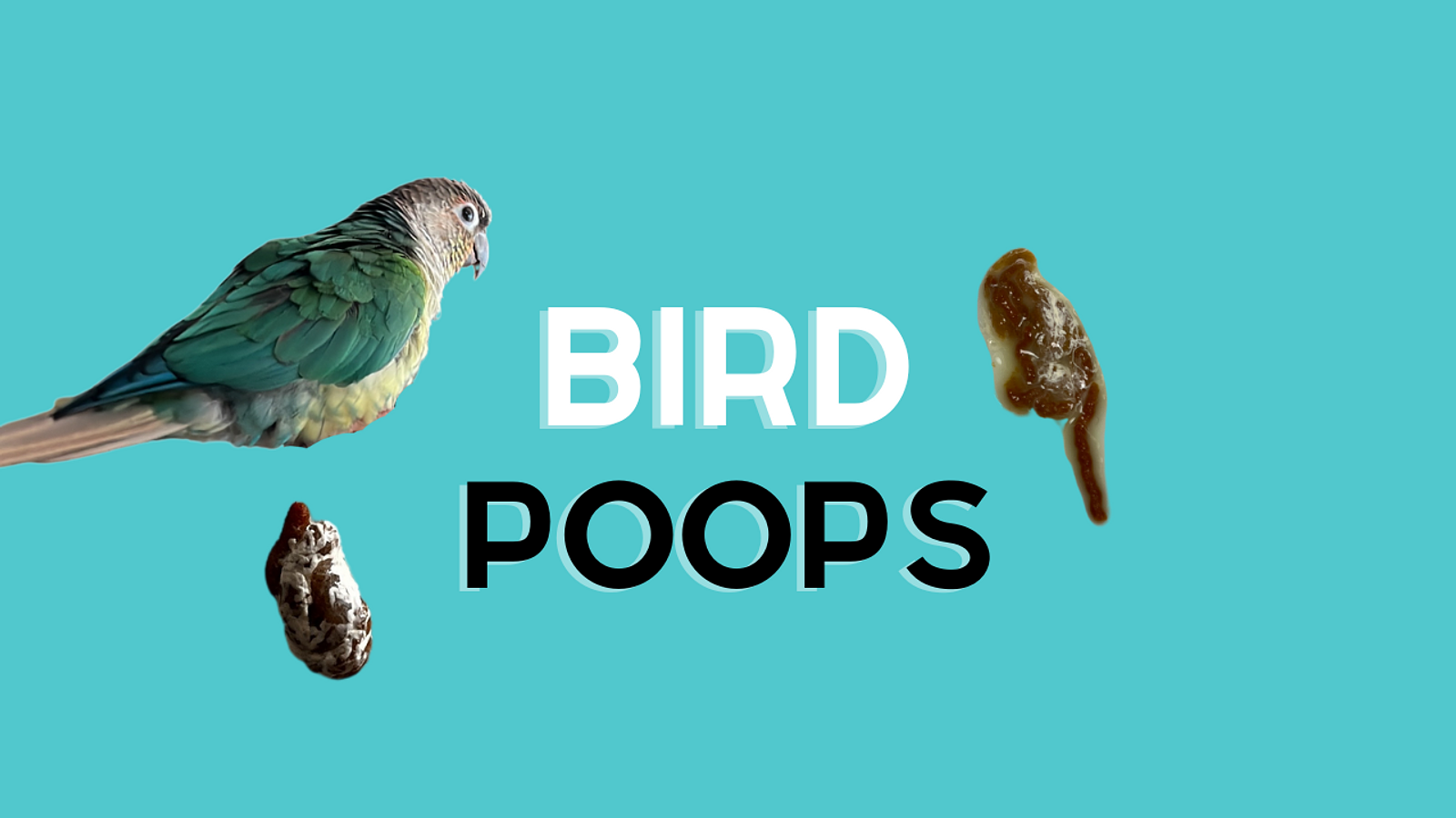 Cover for Healthy vs Unhealthy Parrot Poop!