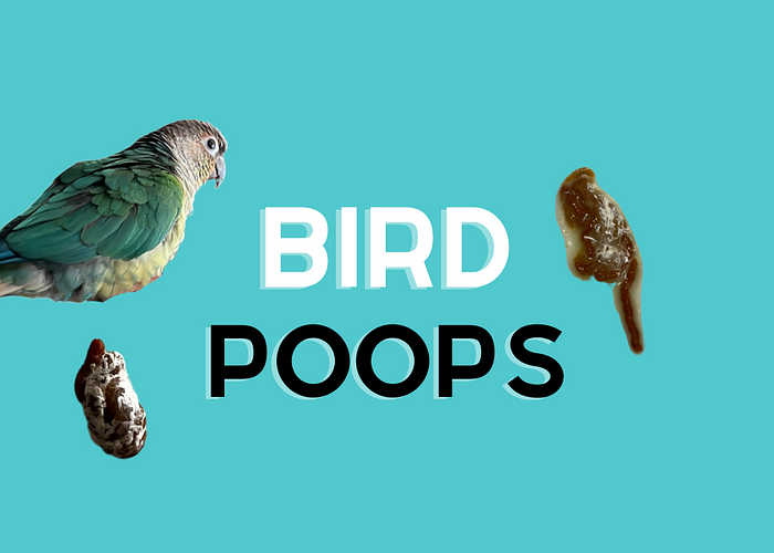Cover for Healthy vs Unhealthy Parrot Poop!