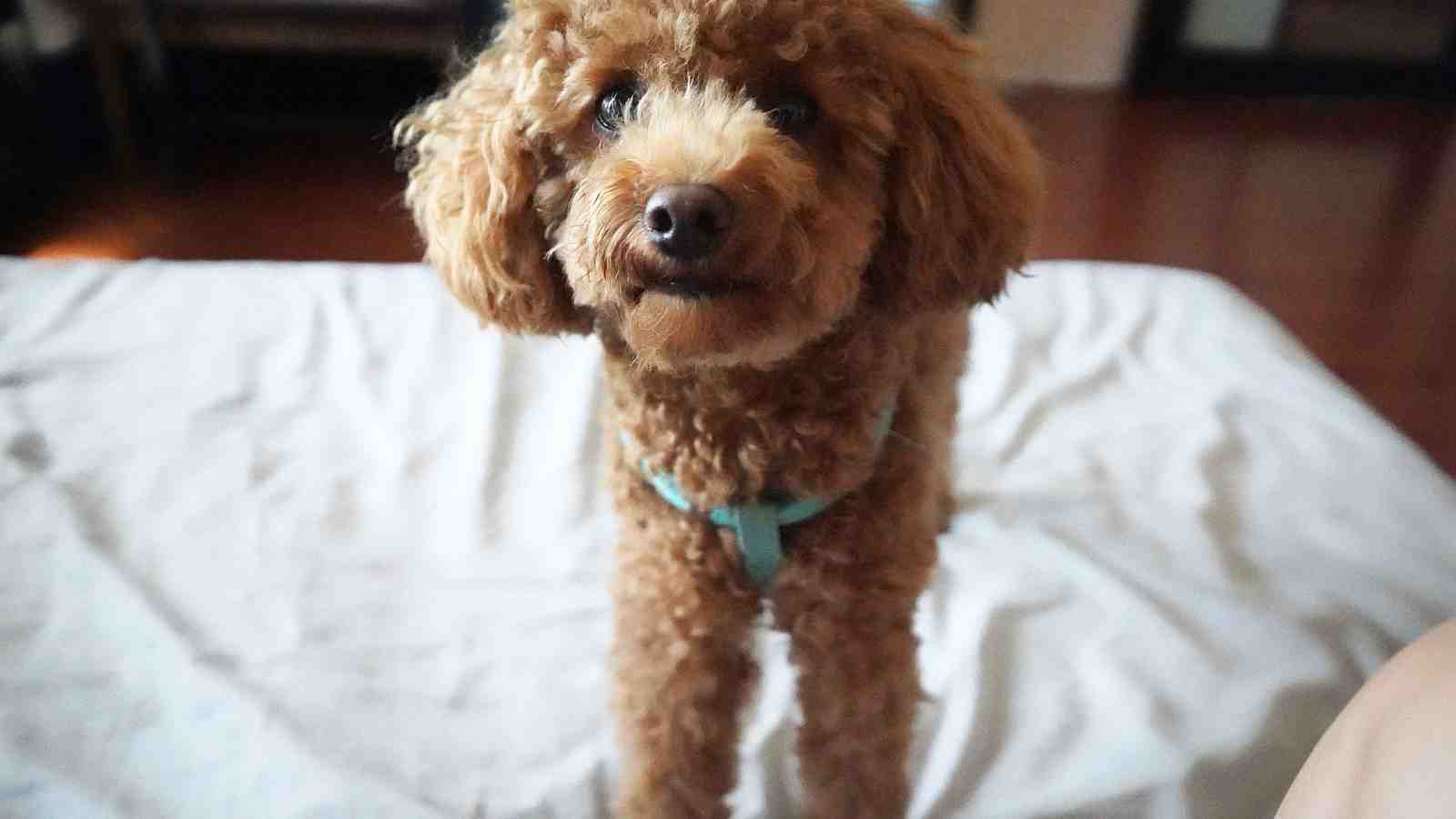 Cover for How To Help Your Dog With Separation Anxiety