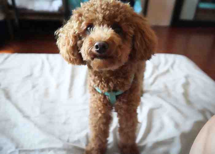 Cover for How To Help Your Dog With Separation Anxiety