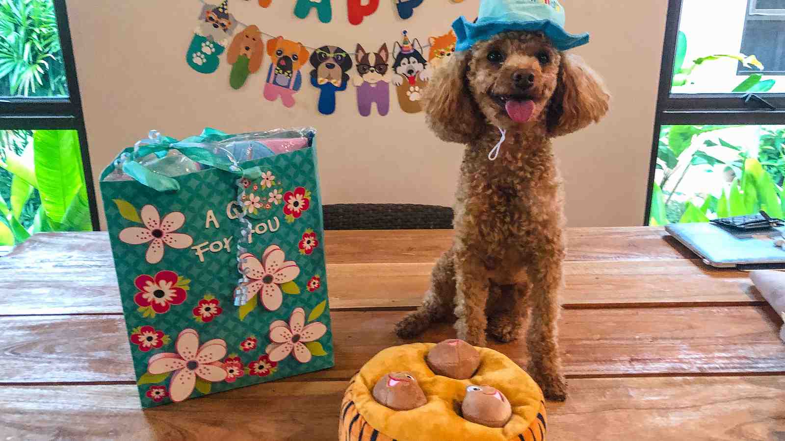 Cover for Dog Birthday Celebration Ideas