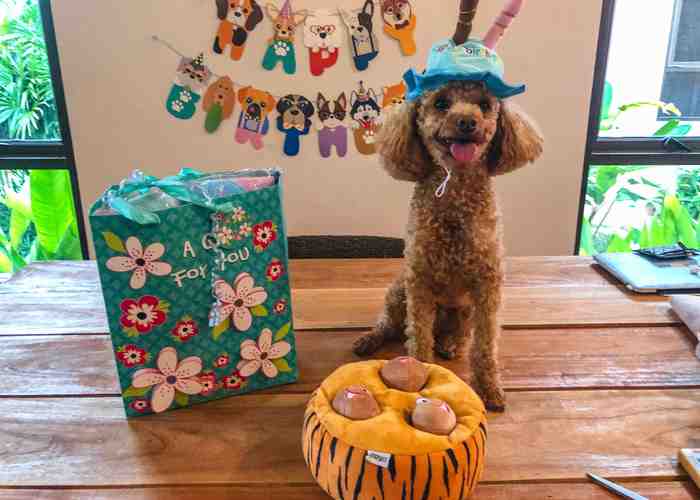 Cover for Dog Birthday Celebration Ideas