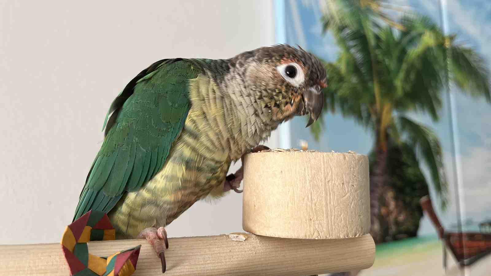 Cover for What to expect during the Maturity Stage in Conures