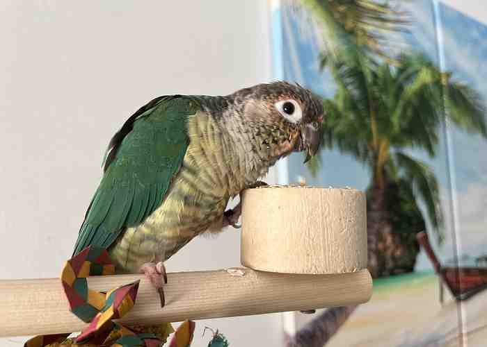 Cover for What to expect during the Maturity Stage in Conures