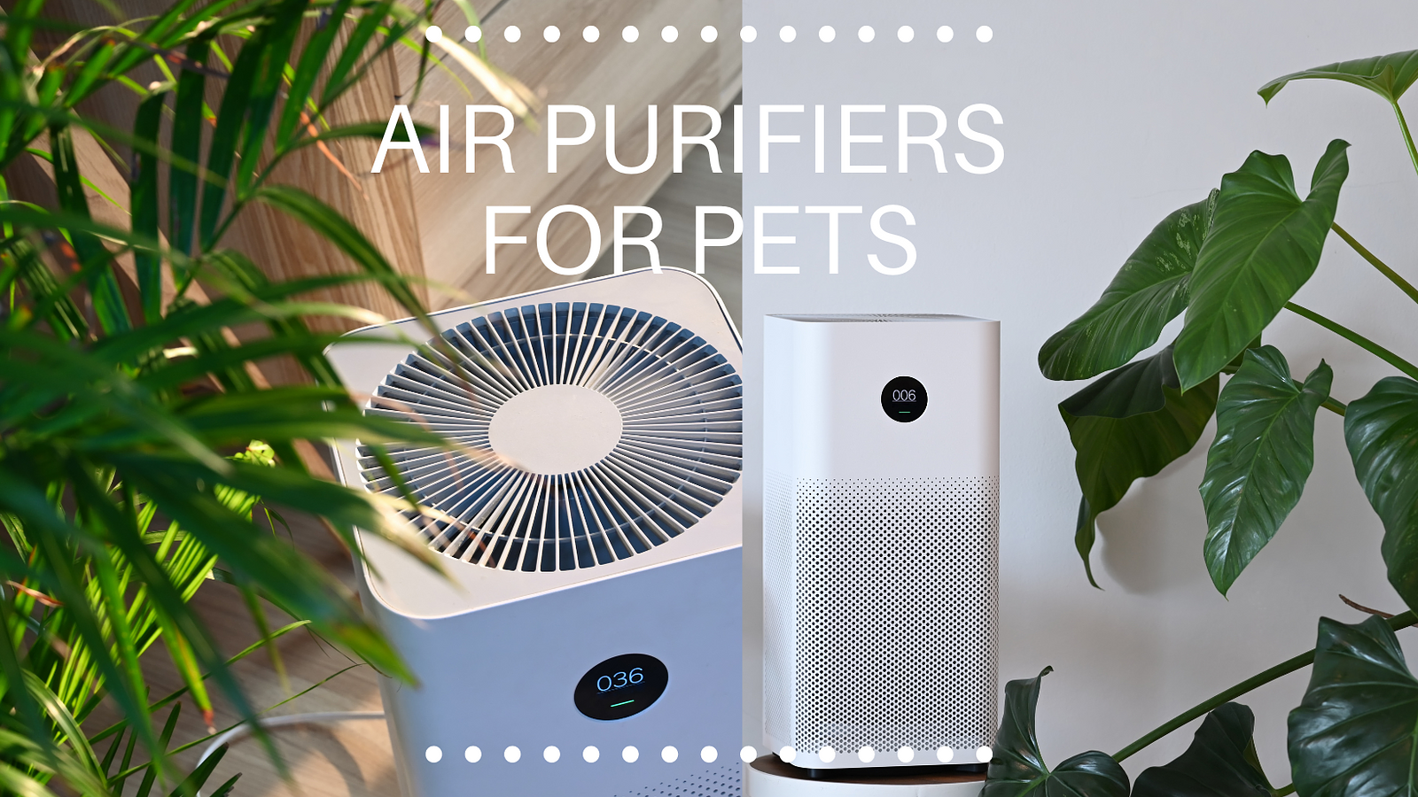 Cover for Clearing the Air for Parrot Health: The Benefits of Air Purifiers
