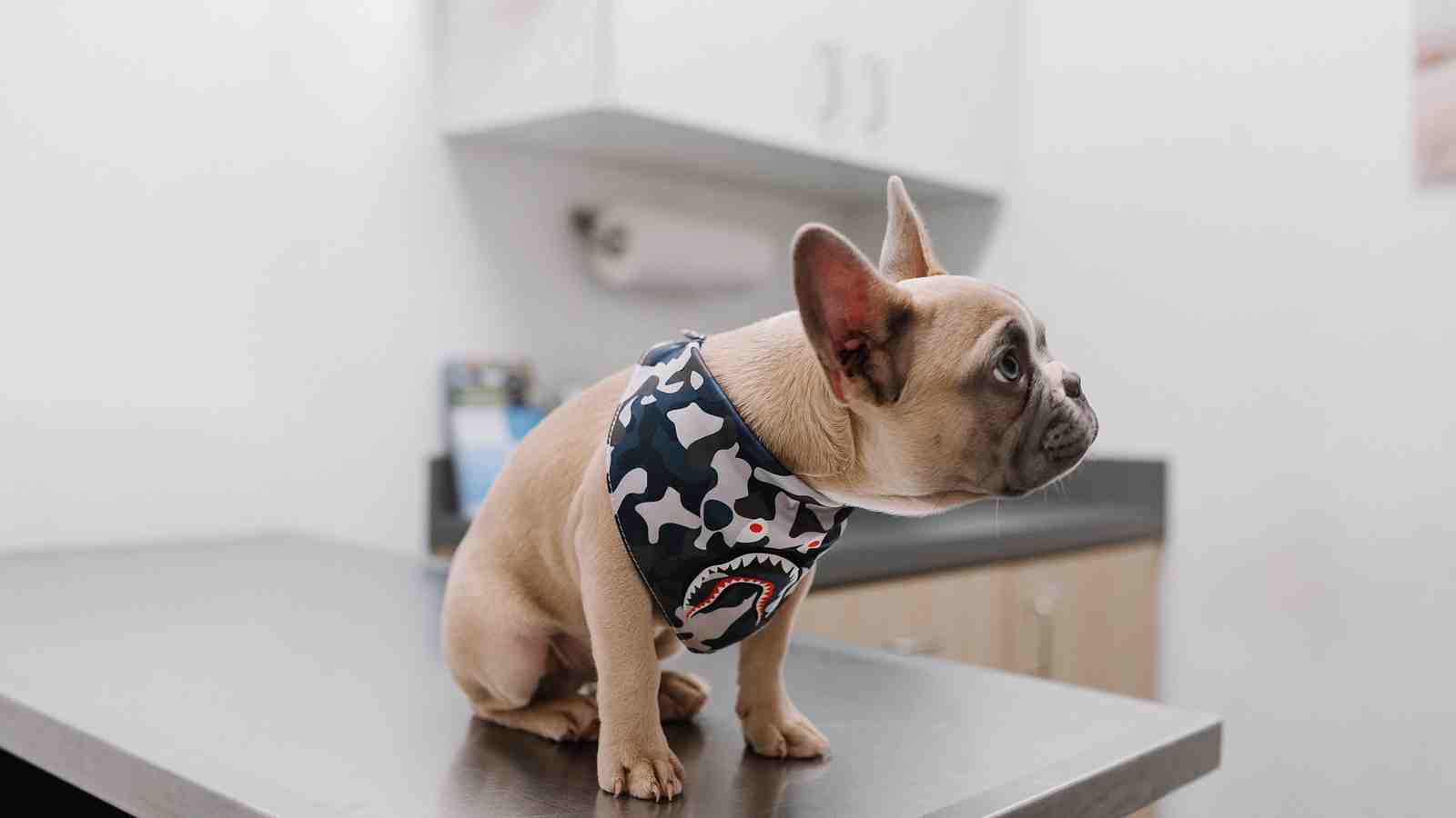 Cover for Understanding Dog Anal Glands