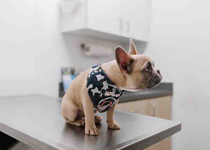 Cover for Understanding Dog Anal Glands