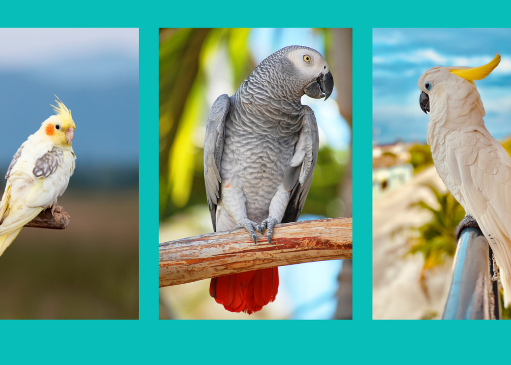 Poodlesandparrots (12)