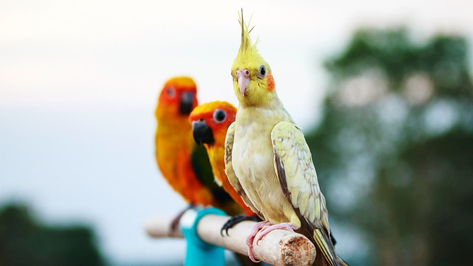 Cover for Hypoallergenic Parrots: Powder Birds vs. Non-Powder Birds 