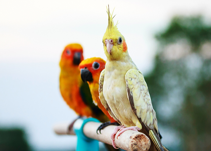 Cover for Hypoallergenic Parrots: Powder Birds vs. Non-Powder Birds 