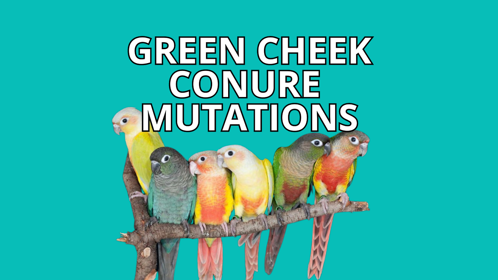 Cover for Types of Green Cheek Mutations
