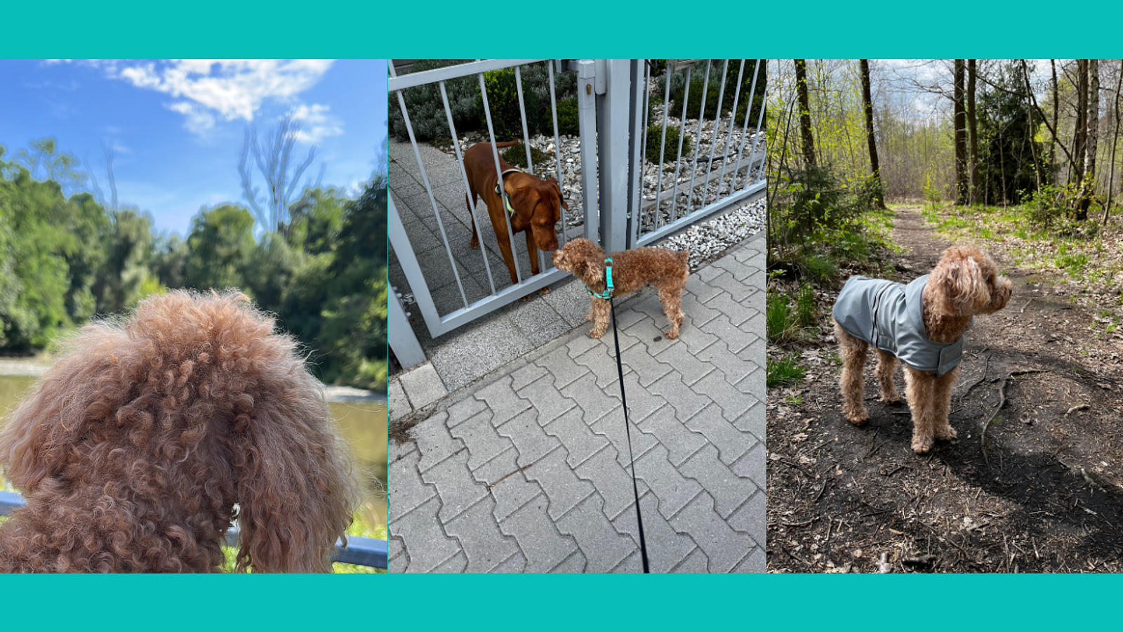 Cover for Protecting Your Small Dog on Walks