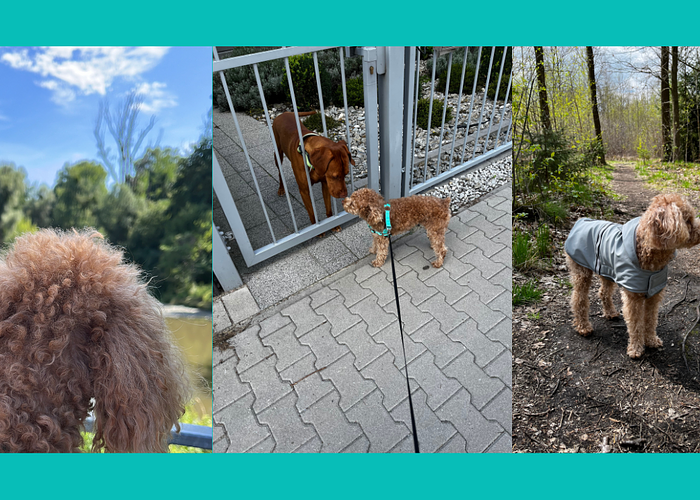 Cover for Protecting Your Small Dog on Walks
