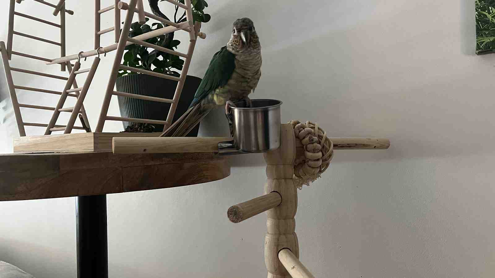 Cover for Potty Training A Parrot: DO's and DON'T's