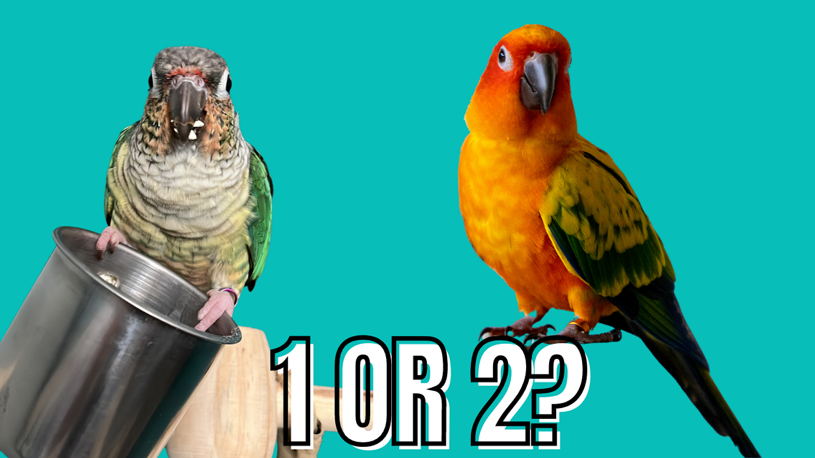 Cover for Exploring the Choice of One Bird or Growing a Flock