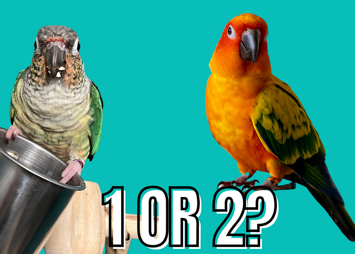 Cover for Exploring the Choice of One Bird or Growing a Flock