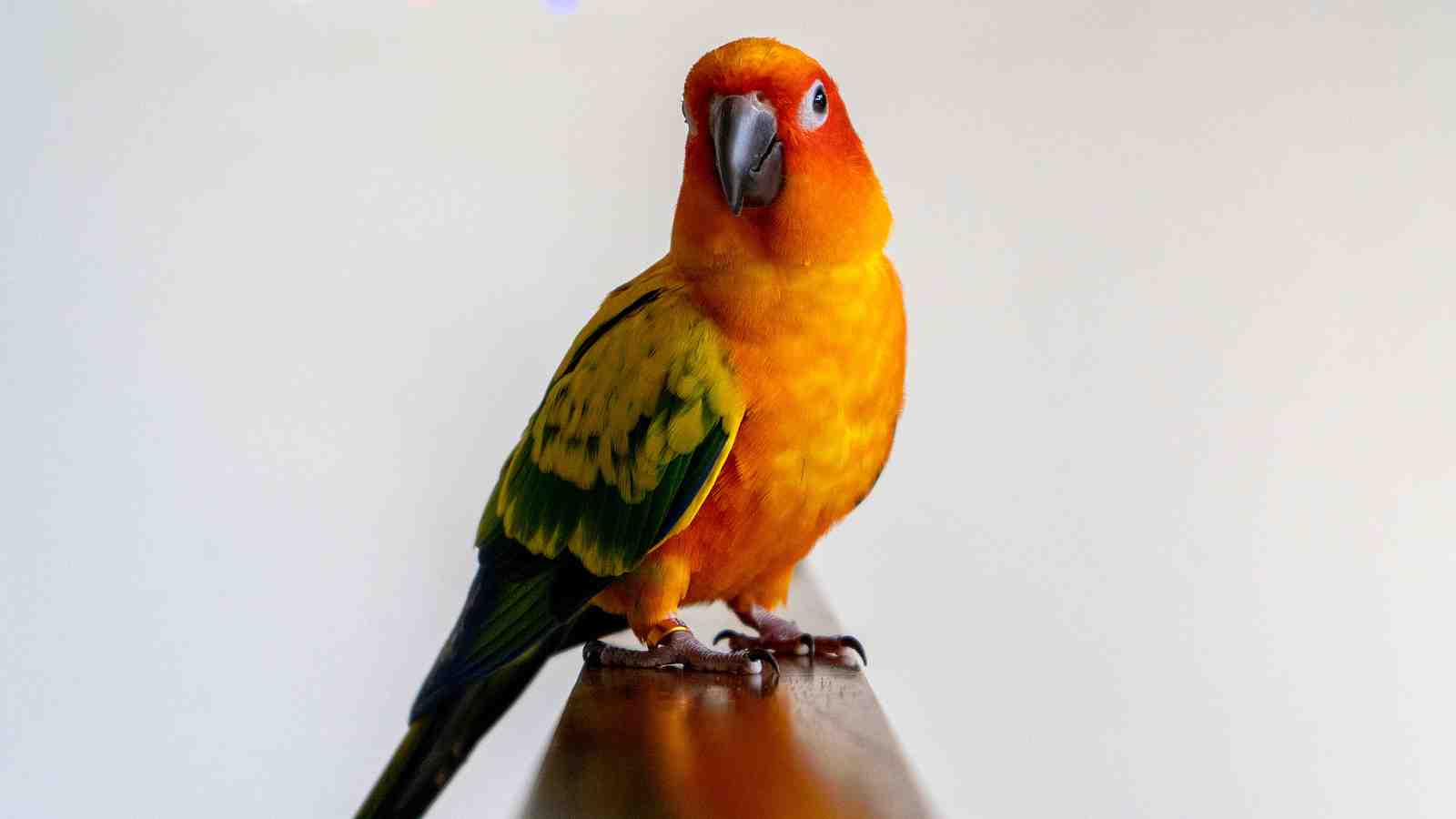 Cover for Sun Conure Care