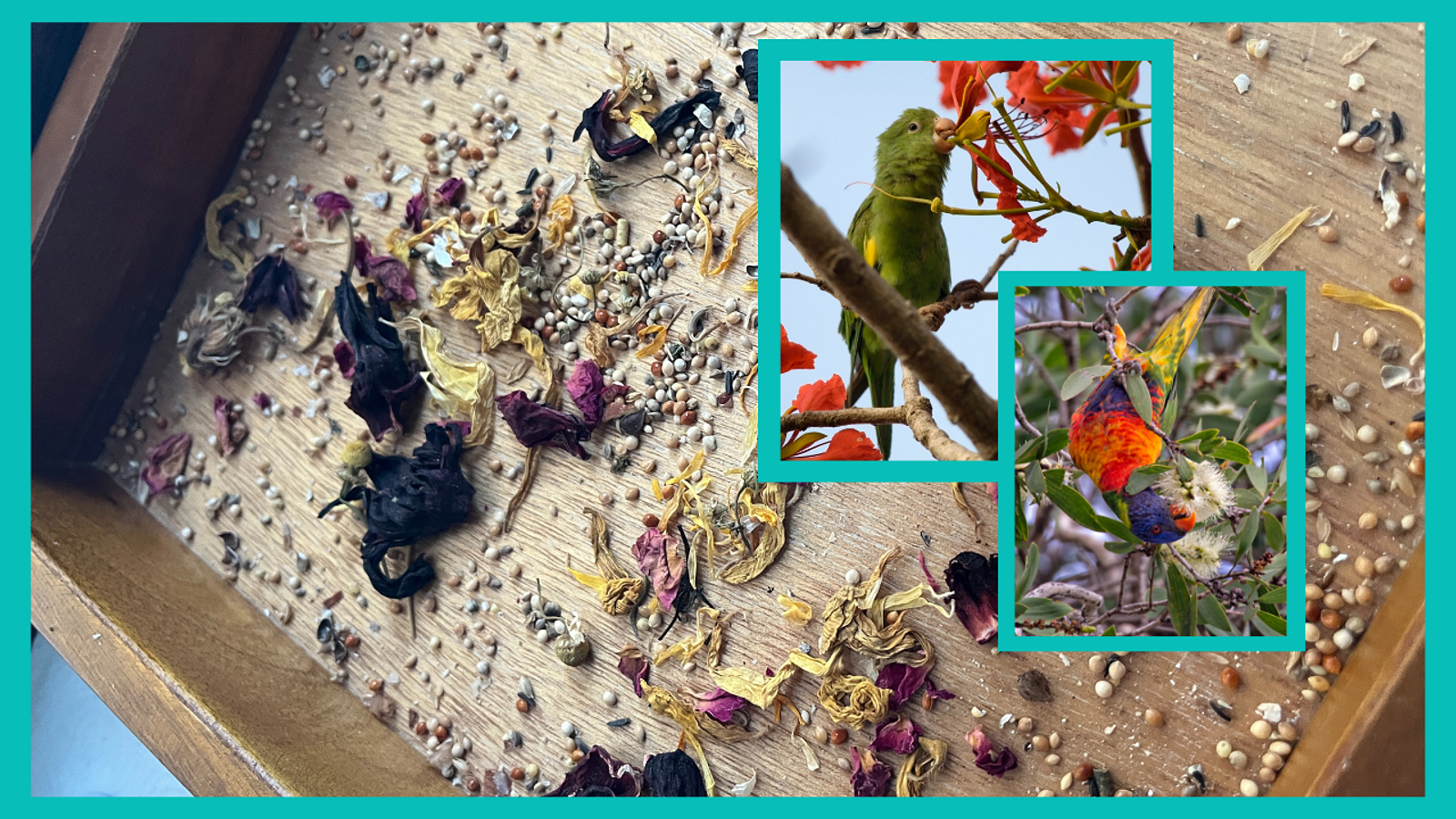 Cover for Safe Edible Flowers for Parrots