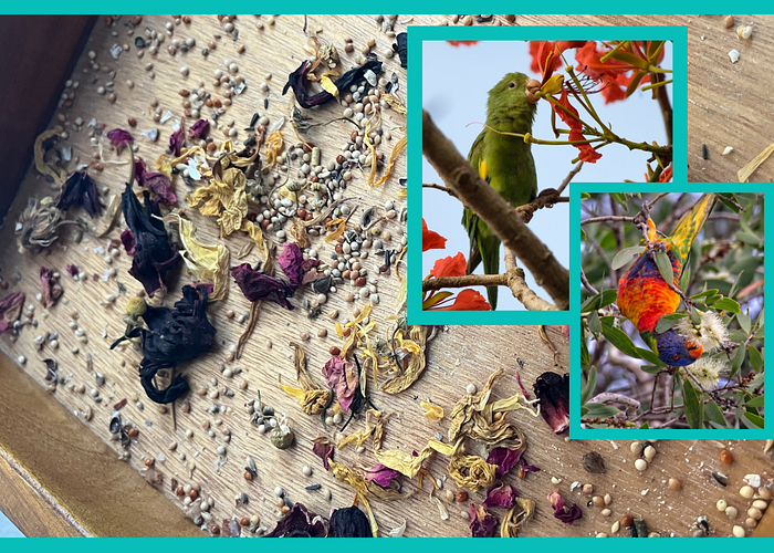 Cover for Safe Edible Flowers for Parrots
