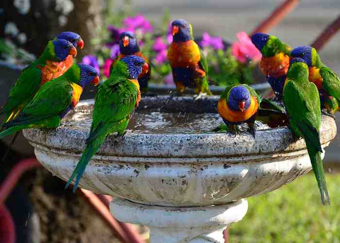 Cover for Parrot Species