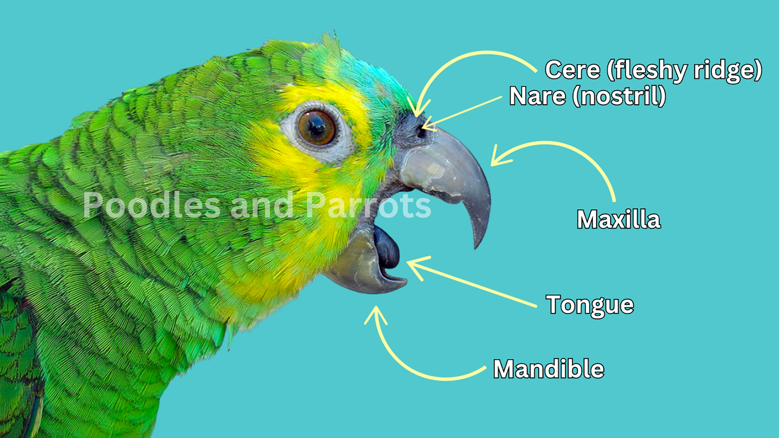 Cover for  how parrots swallow and Beak Anatomy