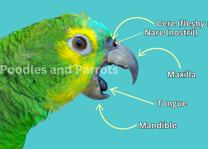 Cover for  how parrots swallow and Beak Anatomy