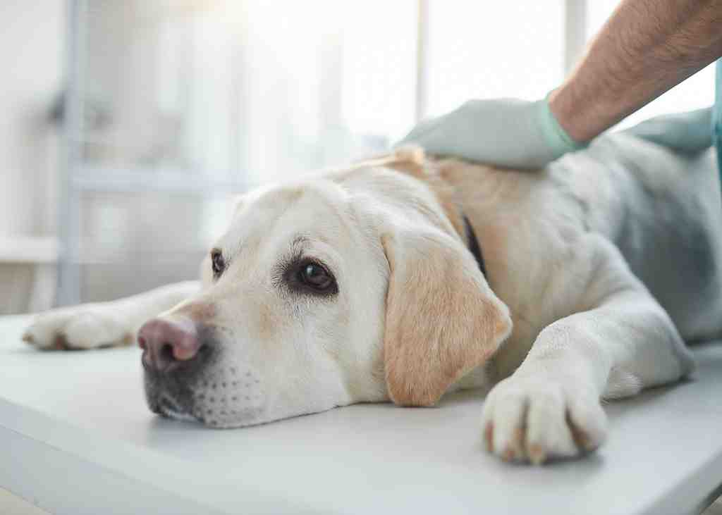 Close-up-dog-at-examination-in-vet-clinic-2021-09-24-04-10-37-utc